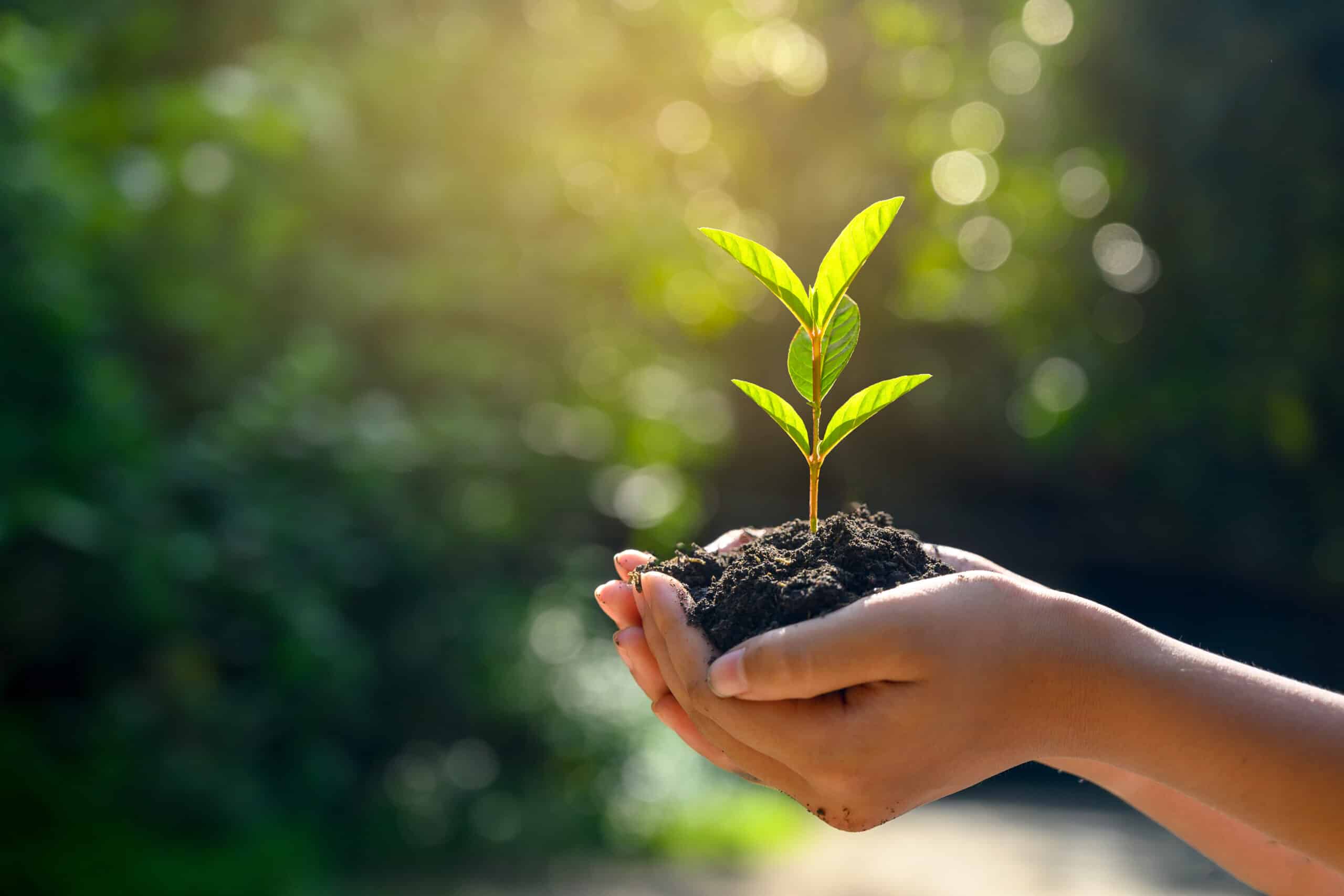 hands-trees-growing-seedlings-scaled